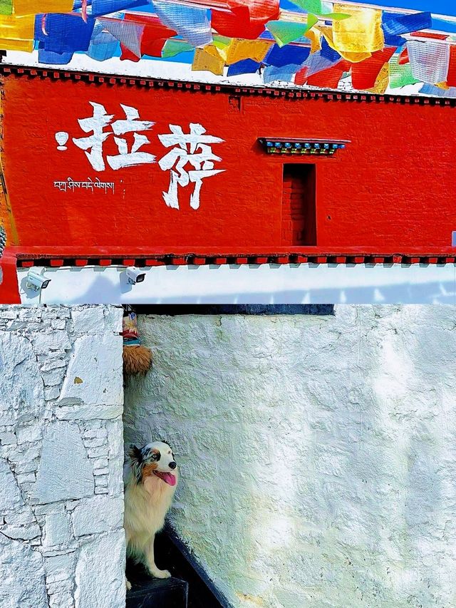 一生總要去一次牛奶味的布達拉宮