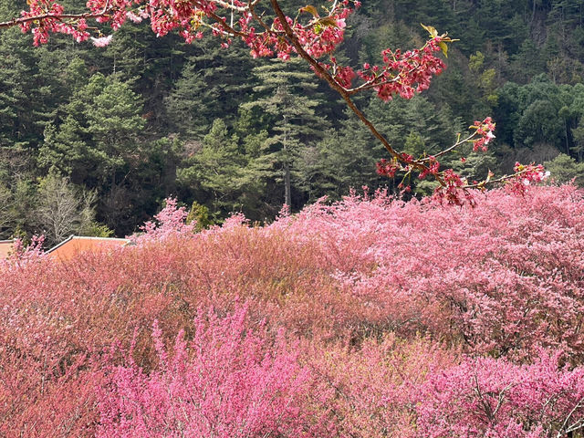 台中必去！武陵農場櫻花季尾聲也超美🌸