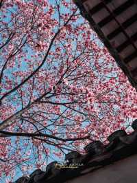 Experience the Enchanting Spring in Suzhou