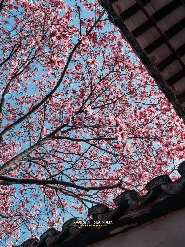 Experience the Enchanting Spring in Suzhou