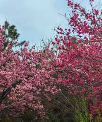 牟山濕地公園：大自然嘅詩意篇章