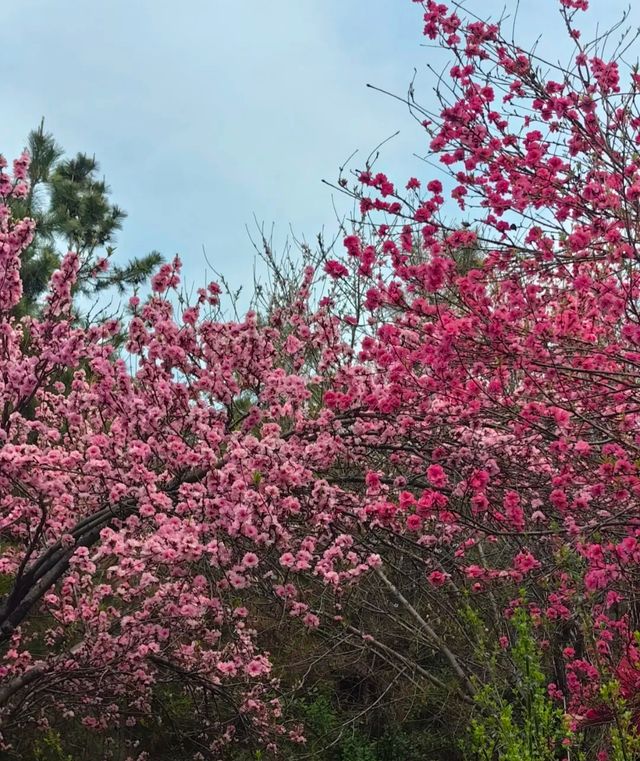 牟山濕地公園：大自然嘅詩意篇章