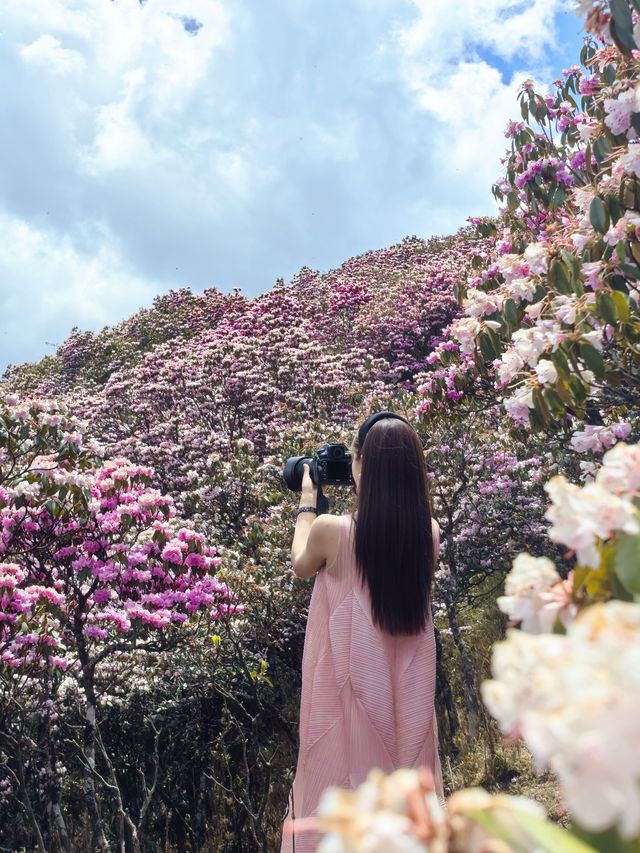 個人強推！涼山晚春限定～索瑪花海仙境