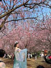 南京春日櫻花限定兩天一夜賞櫻逛吃全攻略來啦！