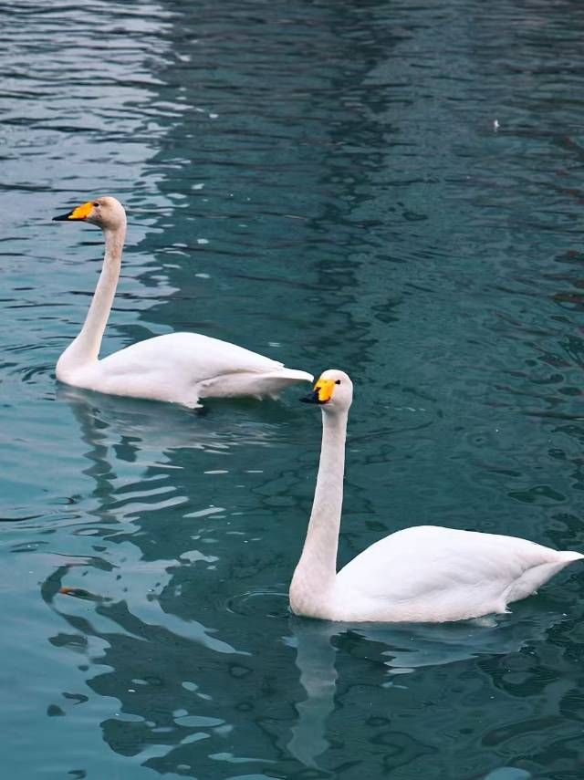 "春歸天鵝湖，與自然共舞"🌿🦢 

四月的巴音布魯克，冰雪初融，開都河蜿蜒如帶，首批遷徙的天鵝已如期