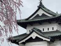 🌸2025弘前公園 | 日本頂流賞櫻天花板