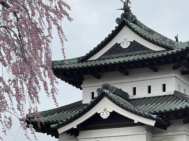🌸2025弘前公園 | 日本頂流賞櫻天花板