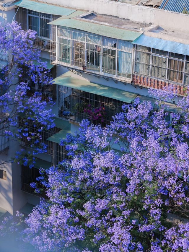 昆明本地人的藍花楹季｜24小時Staycation攻略