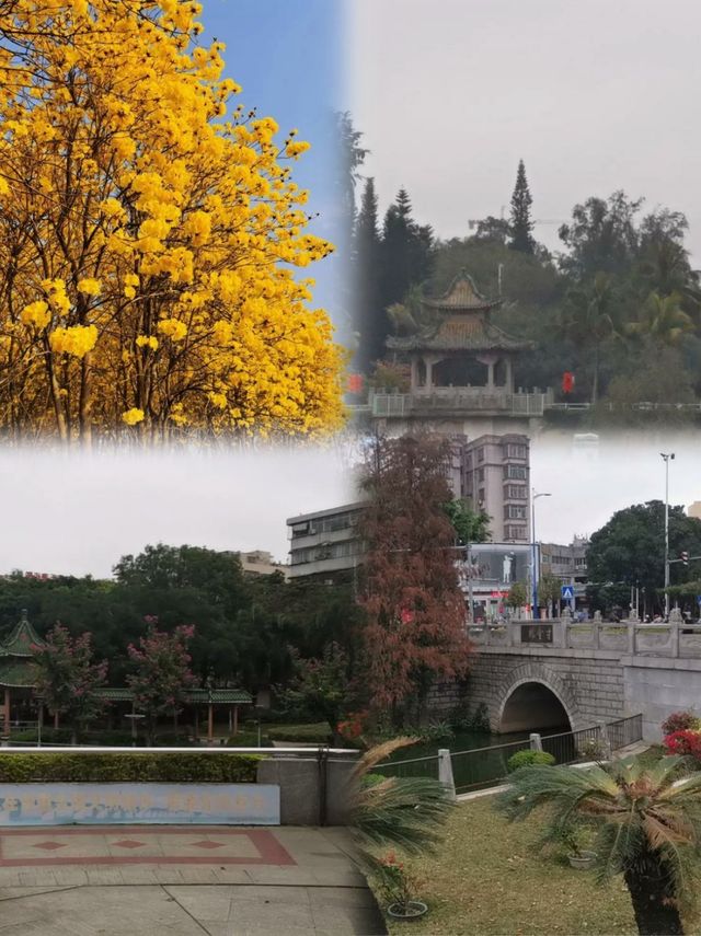 爸媽激讚嘅湛江4天3夜賞花攻略