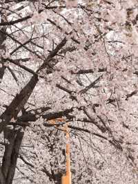 🌸首爾良才市民之林，櫻花秘境🌸