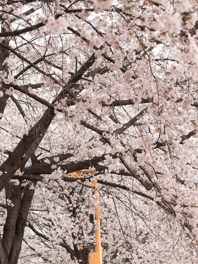 🌸首爾良才市民之林，櫻花秘境🌸