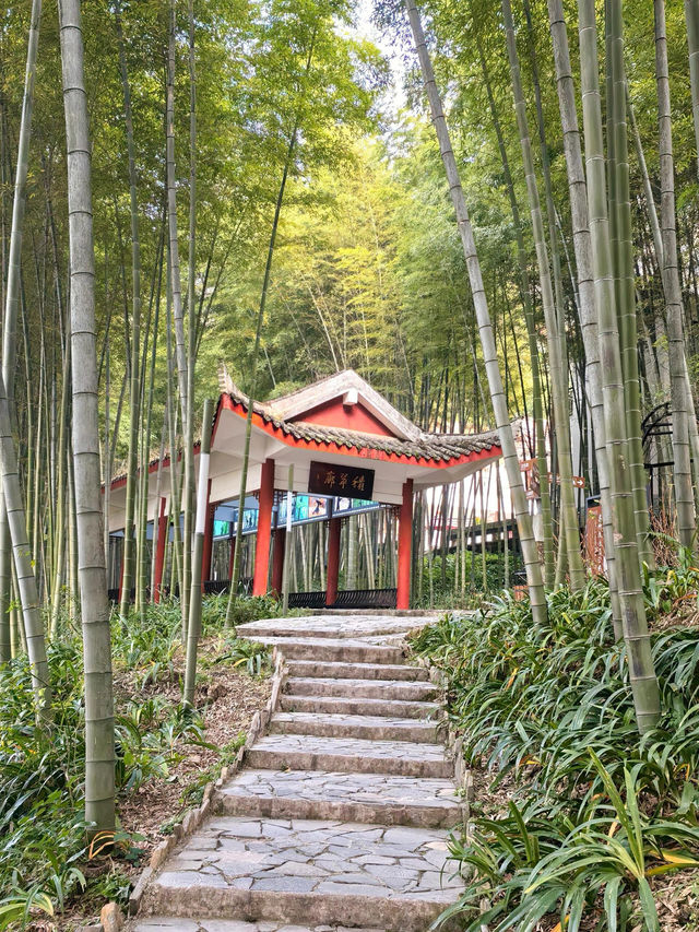 茶竹之城，山水之韻