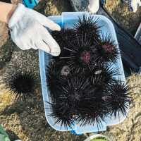 深圳大澳灣：浮潛與趕海嘅夢幻之境