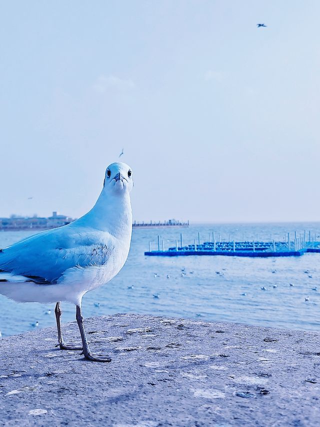 五一黃金週 漫遊沙漠烏海