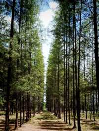 Hunan Botanical Garden: A Floral Diversity Book in Changsha