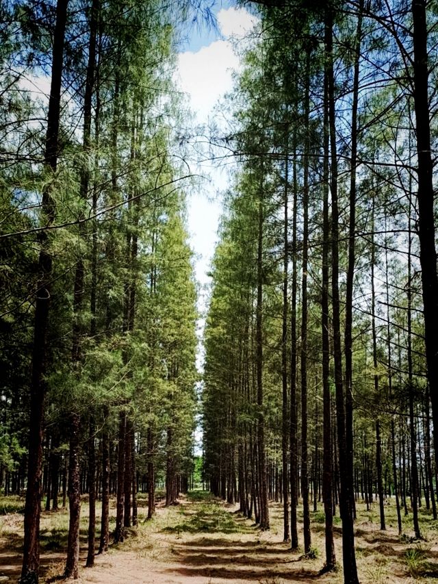 Hunan Botanical Garden: A Floral Diversity Book in Changsha