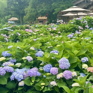 Live from Xiaocun Commune: Hydrangea Flower Sea