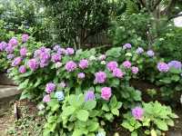 #多摩川台公園嘅繡球花