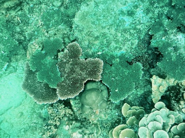 Unlock Paradise: Smart Visa Hacks for Your Koh Lipe & Semporna Snorkeling Adventure