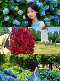 夏日嘅揚州，呢片松林同花海真係令人驚艷