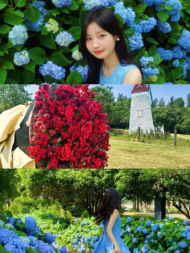 夏日嘅揚州，呢片松林同花海真係令人驚艷