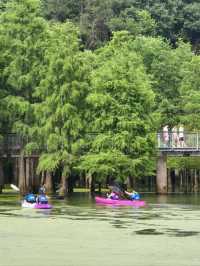 The Truth about the "Matcha Lake" in Qingshanhu