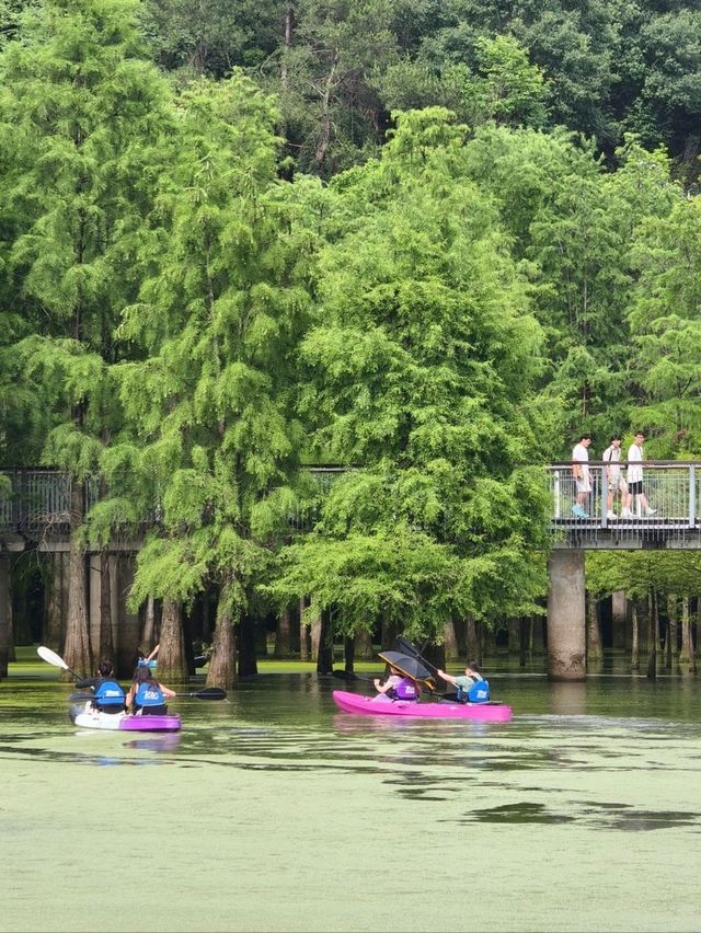 The Truth about the "Matcha Lake" in Qingshanhu