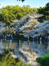 曲院風荷賞櫻攻略：邂逅西湖邊的櫻花秘境