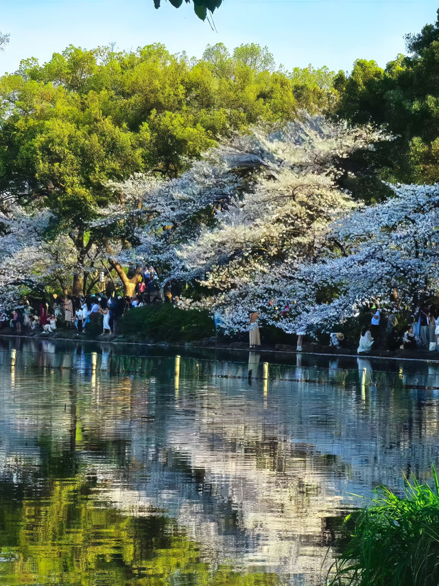 曲院風荷賞櫻攻略：邂逅西湖邊的櫻花秘境