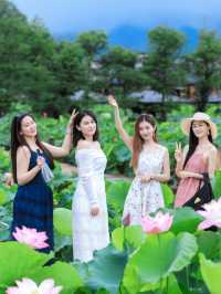 夏日普者黑：4萬畝荷花盛放的喀斯特仙境