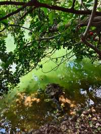 柳州龍潭公園影相避坑指南！避開人潮影出ins風大片