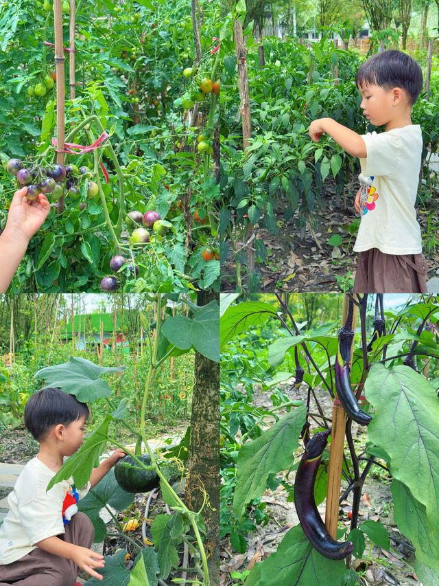 成都神仙小院｜樂園萌寵採摘～一站式遛娃