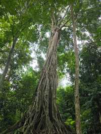 Kuang Si Waterfalls in the Rainy Season: Wild, Wet, Worth It
