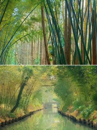 Lotus Appreciation Guide in Tongli Wetland