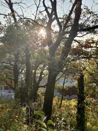 晨霧繚繞‧照金香山的紅色與蒼翠