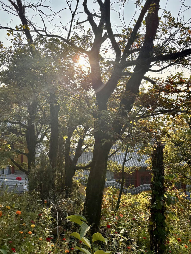 晨霧繚繞‧照金香山的紅色與蒼翠 晨霧繚繞‧照金香山的紅色與蒼翠