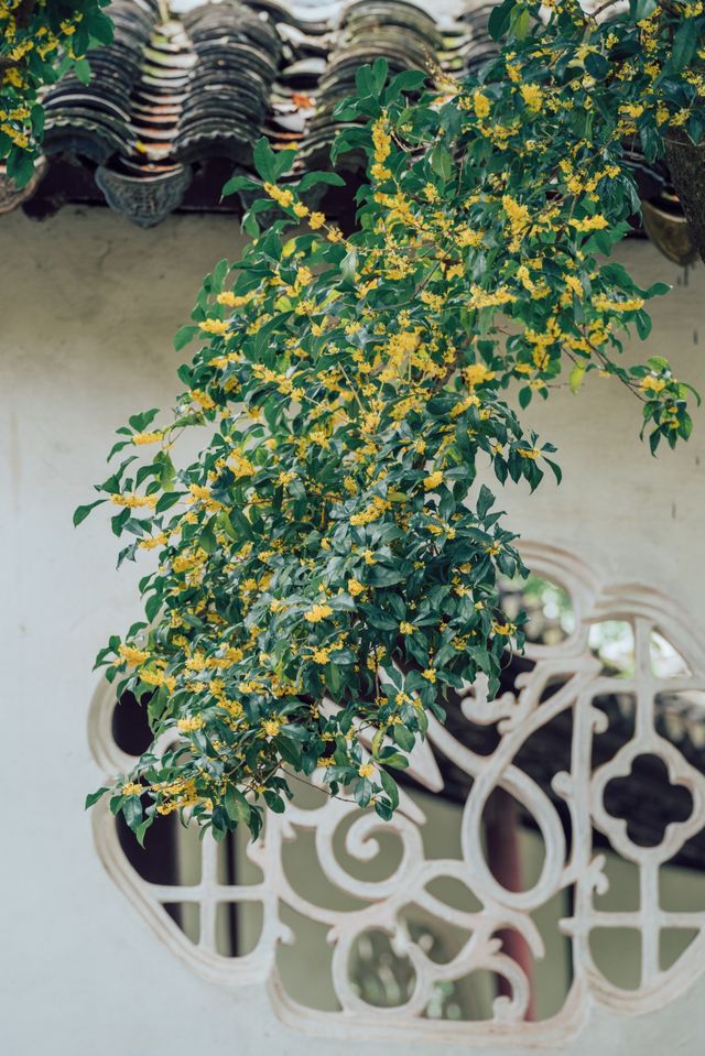 降溫了！我開始期待滄浪亭的桂花花窗……