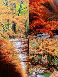 這片紅葉美到我不敢發朋友圈！ 怕被問瘋！