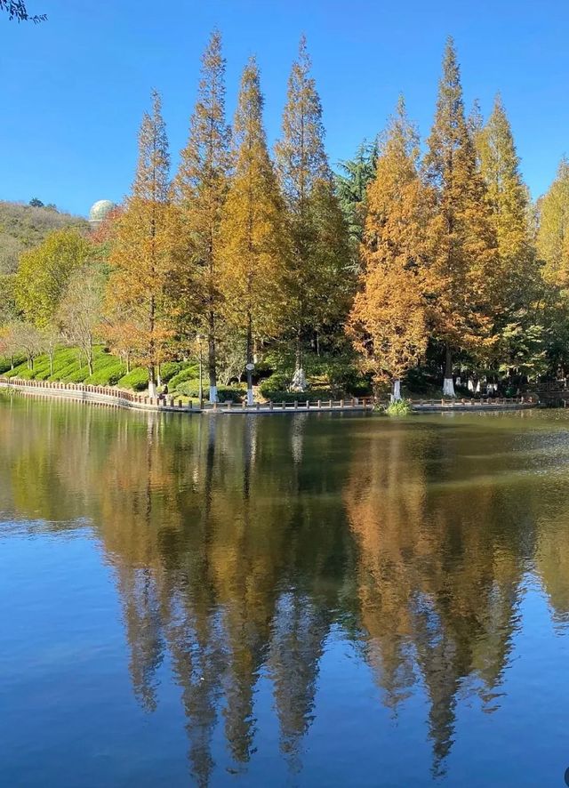 青島遛娃｜一定不能錯過的大賞秋地