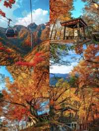 四川秋日封神！光霧山34萬畝彩林紅瘋了！