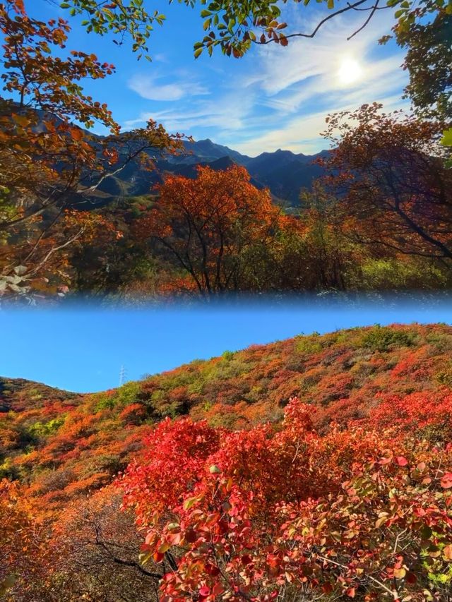 原來這就是國家地理推薦北京紅葉天花板的嗎！