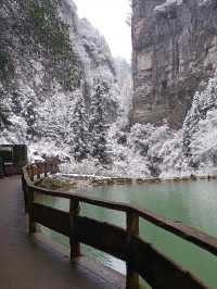 重慶下雪了！衝！仙女山2日遊保姆級攻略！