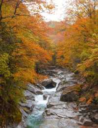 「亞洲最長紅地毯」、「紅葉之鄉」是它的代名詞！