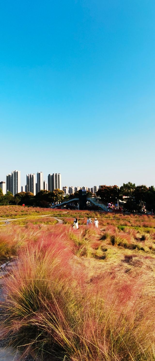 這片粉紅色的海洋，再不去就明年見了