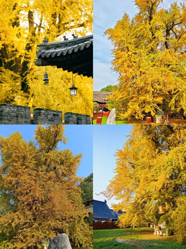 西安千年頂流銀杏樹李世民手植銀杏黃了 西安千年頂流銀杏樹李世民手植銀杏黃了
