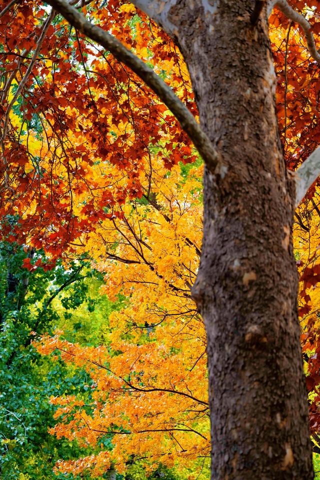 帝都秋色必打卡地