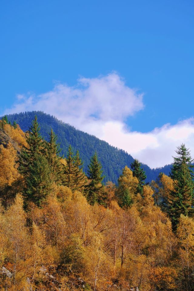 接下來的川西小九寨！堪稱秋天旅行天花板.. 限時1個月！！川西小九寨「松坪溝」秋色巔峰期來了！ 