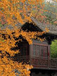 西安古觀音禪寺，銀杏天花板！