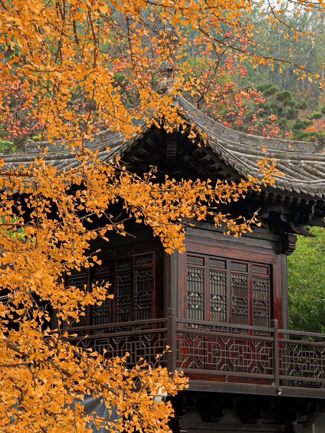 西安古觀音禪寺，銀杏天花板！