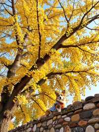 天下第一水，楠溪江歡迎你打卡